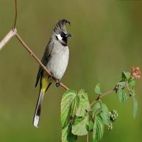 البلابلُ والجرادُ 